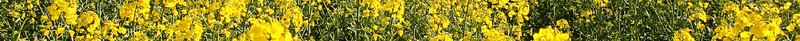 绿色简约唯美油菜花旅游海报背景psd设计背景_88icon https://88icon.com 唯美 展板 旅游海报 油菜 油菜花 油菜花海报 油菜花美景 海报 简约 绿色 花