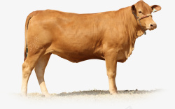 草地上站在地上的黄牛高清图片