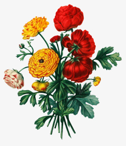 复古手绘植物插画花卉素材