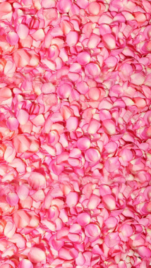 粉红色花朵花瓣平铺H5背景背景