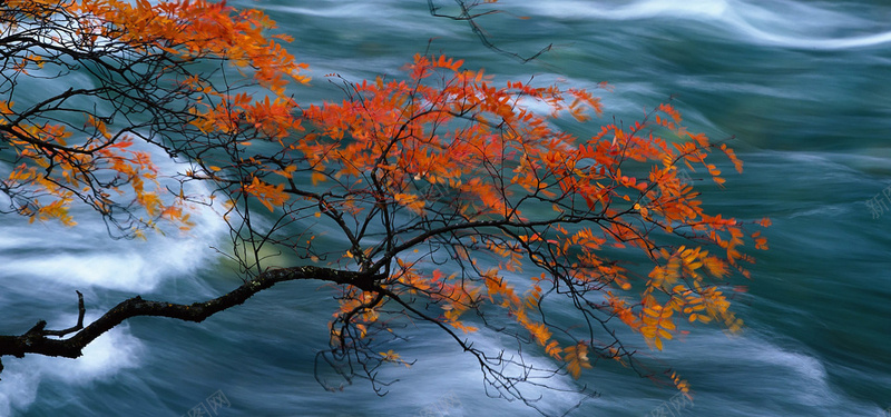 秋季枫叶河流风景背景背景