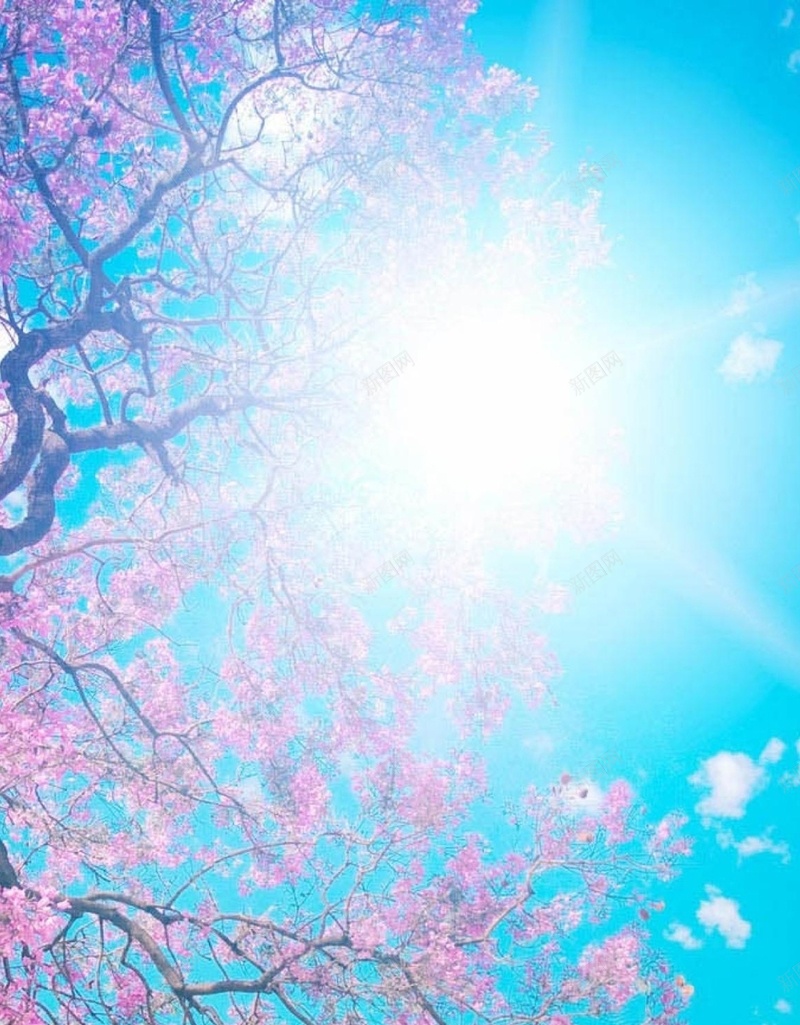 花朵摄影蓝色H5背景jpg设计背景_88icon https://88icon.com 天空 蓝色 阳光 花朵 粉色 H5 h5 摄影 风景