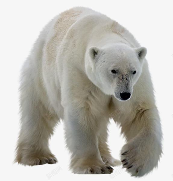 北极熊实物png免抠素材_88icon https://88icon.com 动物 实物 熊 行走的熊 装饰