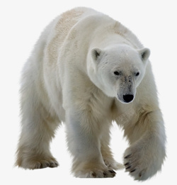 行走的熊北极熊实物高清图片