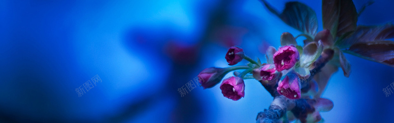 春天里的花蕾蓝色背景背景