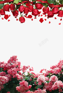 红色玫瑰花粉色花簇装饰背景素材