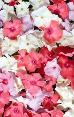 粉色白色花朵装饰素材