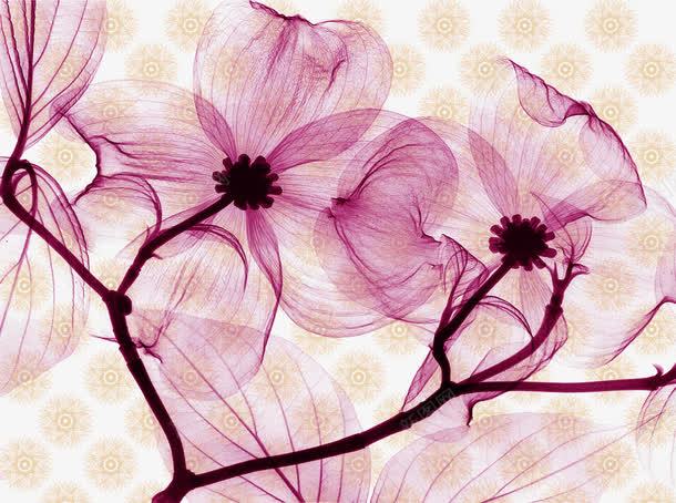 紫色透明花朵背景png免抠素材_88icon https://88icon.com 紫色花朵 花朵 透明