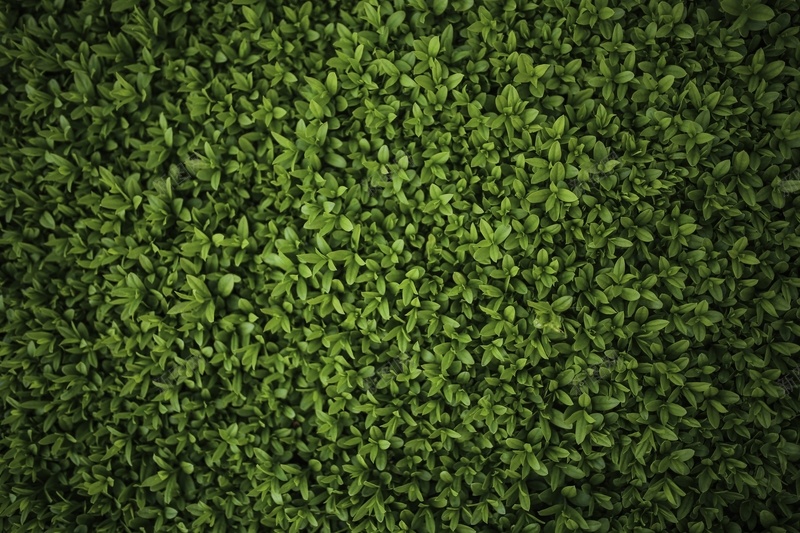 阳光绿色草坪jpg设计背景_88icon https://88icon.com 绿化 绿色 草地 草坪