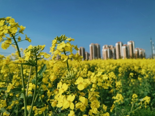 在希望的田野上春光无限背景