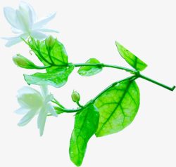清新白色花朵绿叶装饰素材