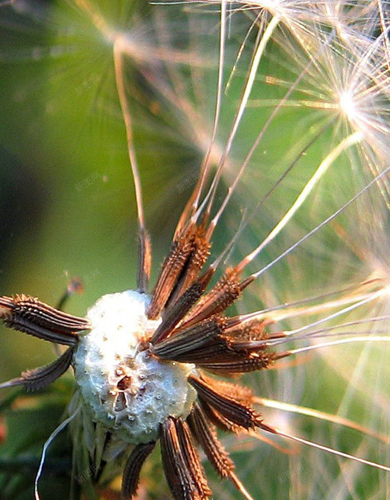 微距植物唯美手机H5背景jpg设计背景_88icon https://88icon.com 绿色 蒲公英 摄像 植物 唯美 H5 h5 摄影 风景