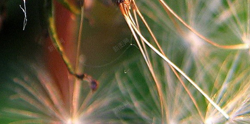 微距植物唯美手机H5背景jpg设计背景_88icon https://88icon.com 绿色 蒲公英 摄像 植物 唯美 H5 h5 摄影 风景