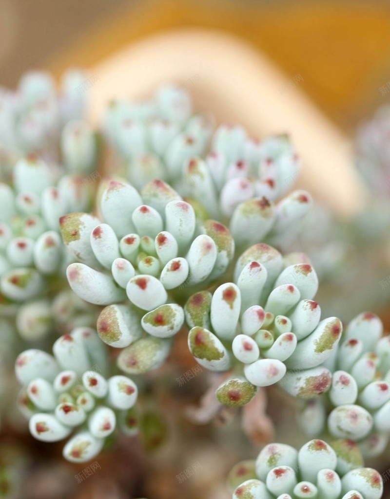 文艺多肉植物H5背景jpg设计背景_88icon https://88icon.com H5 h5 多肉 小清新 彩色 文艺 植物 清新 简约 萌