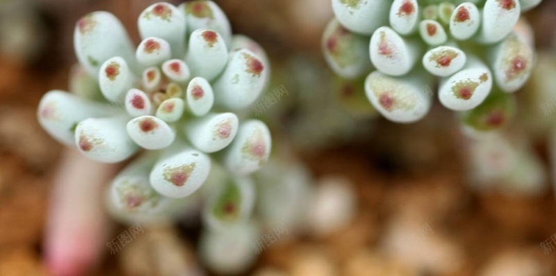 文艺多肉植物H5背景jpg设计背景_88icon https://88icon.com H5 h5 多肉 小清新 彩色 文艺 植物 清新 简约 萌