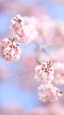 粉色梅花H5背景素材背景