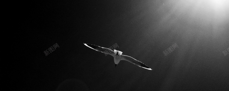 灰色灯光海鸟背景背景