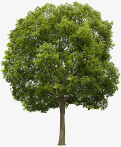 矢量小树关于树的各种1高清图片