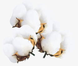 手绘棉花秋季的农作物棉花高清图片
