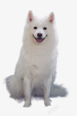 白色的狗萨摩耶狗狗抠图高清图片