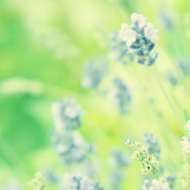 绿色树叶花朵淘宝主图背景元素背景