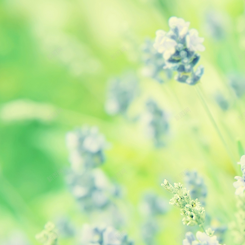 绿色树叶花朵淘宝主图背景元素jpg设计背景_88icon https://88icon.com 绿色 树叶 花朵 主图 背景 淘宝 元素