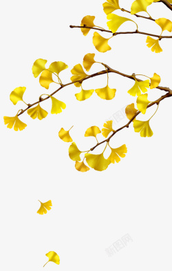 小鸟树枝水彩素材秋天的银杏树叶树枝高清图片
