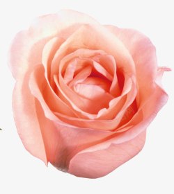 鲜花元素手绘鲜花粉玫瑰素材