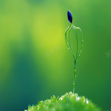 特色植物背景背景