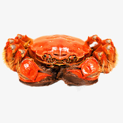 水产红虾1只螃蟹正面高清图片