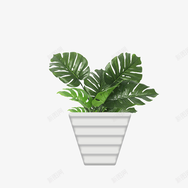 龟背竹植物png免抠素材_88icon https://88icon.com 植物 清新 竹 装饰 龟背竹海报