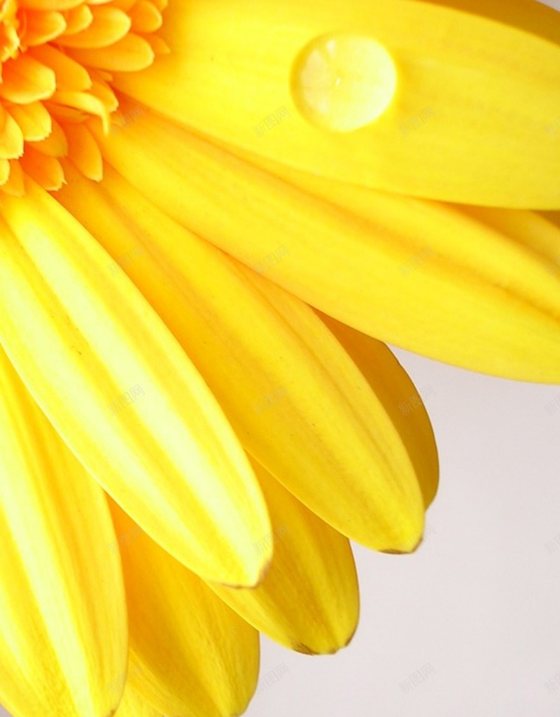 风景黄色花朵H5背景素材jpg设计背景_88icon https://88icon.com 风景 黄色 花朵 黄色背景 摄影 H5