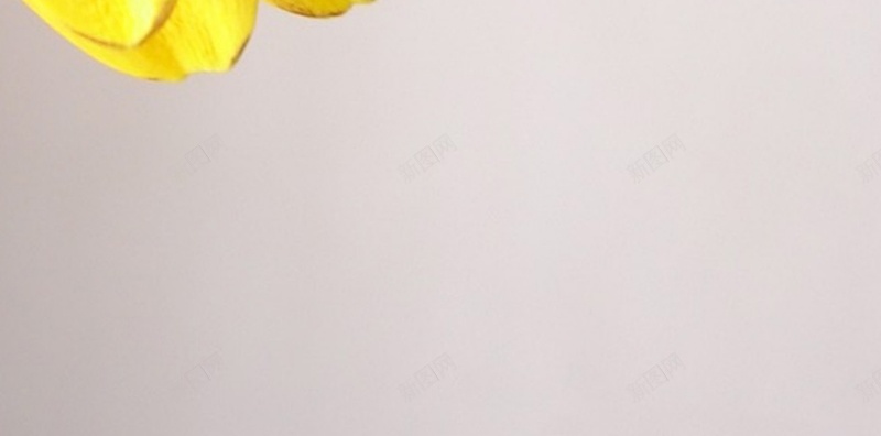 风景黄色花朵H5背景素材jpg设计背景_88icon https://88icon.com 风景 黄色 花朵 黄色背景 摄影 H5