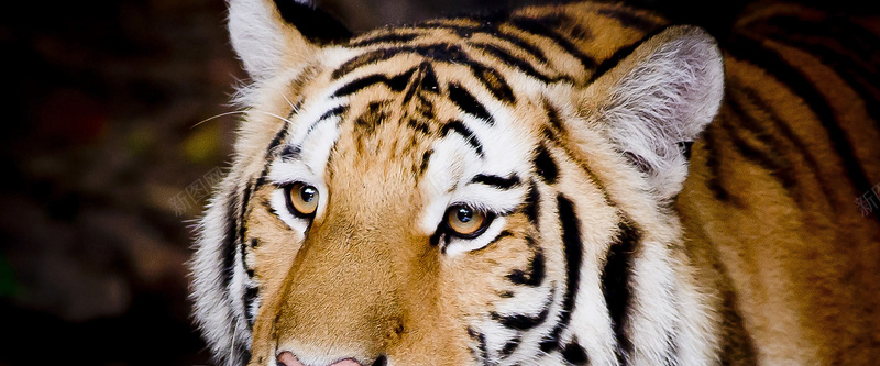 老虎背景jpg设计背景_88icon https://88icon.com 老虎 野兽 博客 广告 banner 淘宝 高清 霸气 动物 海报banner 摄影 风景