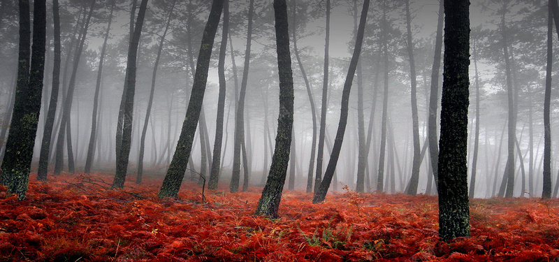 秋季树林背景背景