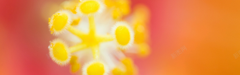 温馨花草花朵背景jpg设计背景_88icon https://88icon.com 花草树木 花朵 环保 环境 生态 生物世界 摄影 海报banner 风景
