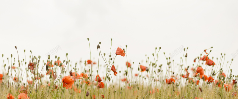 小清新服装花卉banner背景jpg设计背景_88icon https://88icon.com 红色 花朵 小清新 服装 女生 banner背景 海报banner 摄影 风景