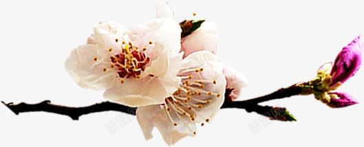 清新夏季白色花朵树枝png免抠素材_88icon https://88icon.com 夏季 树枝 清新 白色 花朵