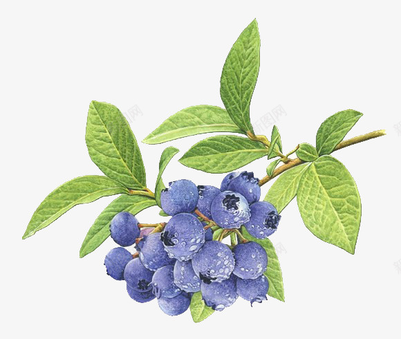 一簇新鲜的蓝莓png免抠素材_88icon https://88icon.com 清新 绿叶 蓝莓 装饰