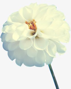 白色花朵花蕊素材
