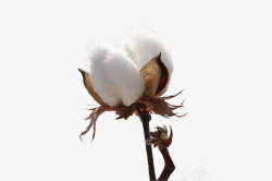 棉花植物花朵服装材质素材