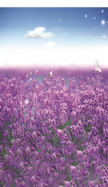 紫色浪漫薰衣草背景背景