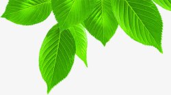 绿色树叶装饰环保海报素材