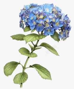 蓝色花朵饱满植物素材