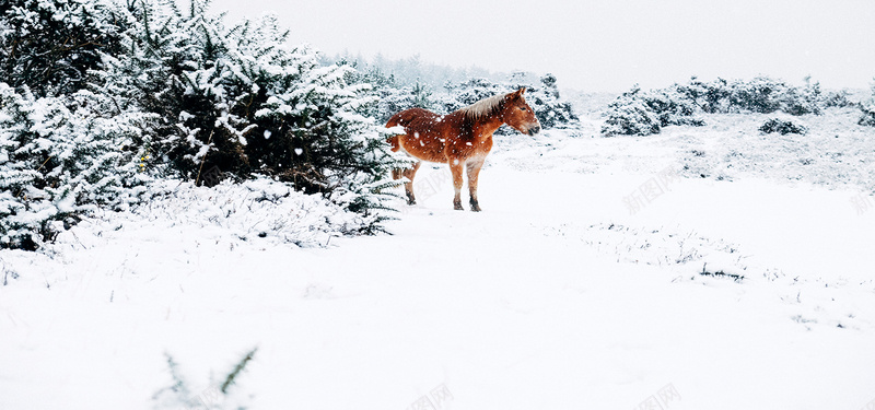 摄影冬日背景jpg设计背景_88icon https://88icon.com 摄影 冬天 白雪 马 树木 海报banner 风景