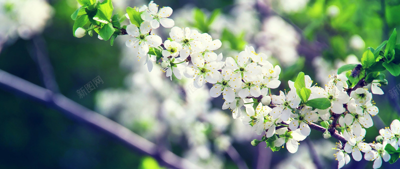 清新小花jpg设计背景_88icon https://88icon.com 花朵 绿色 夏日 唯美 海报banner 摄影 风景