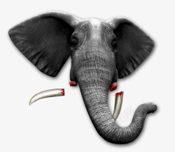 野生动物大象素材