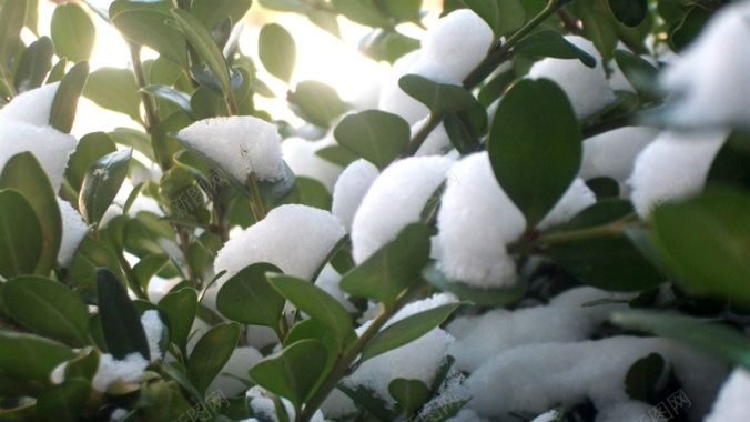 初雪植物绿色素材背景