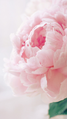 粉色开放的花朵H5背景背景