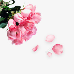粉色玫瑰花花瓣素材
